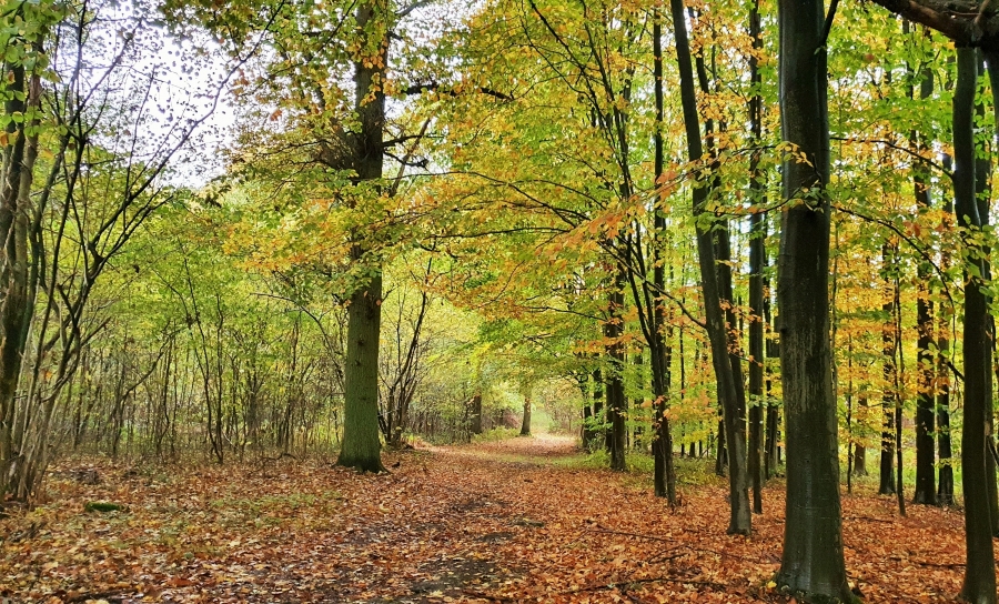 foretautomne